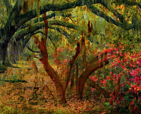 Tree Garden, Art Inspiration