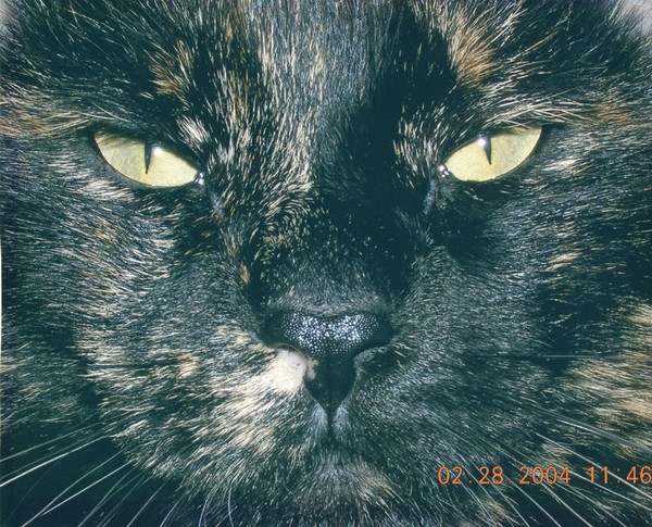 Cabbit