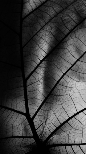 Leaf 2003