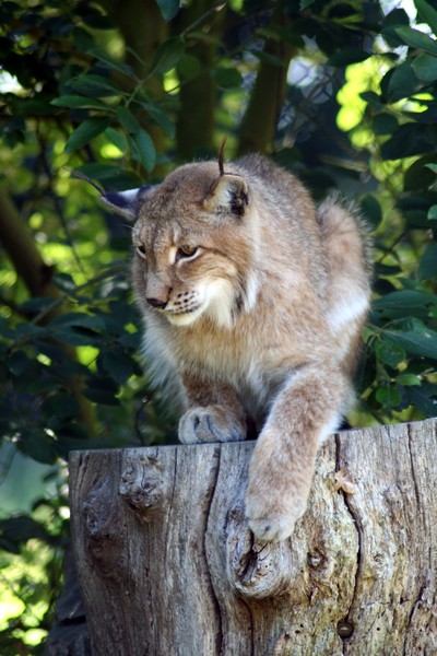 Lynx