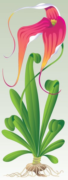 1 Orchid
