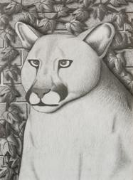Cougar
