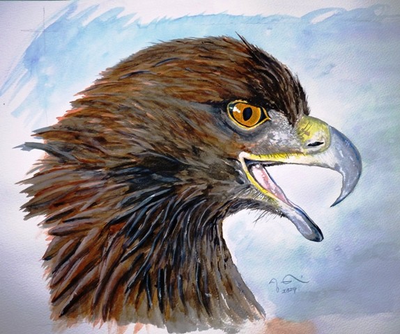 Brown Hawk