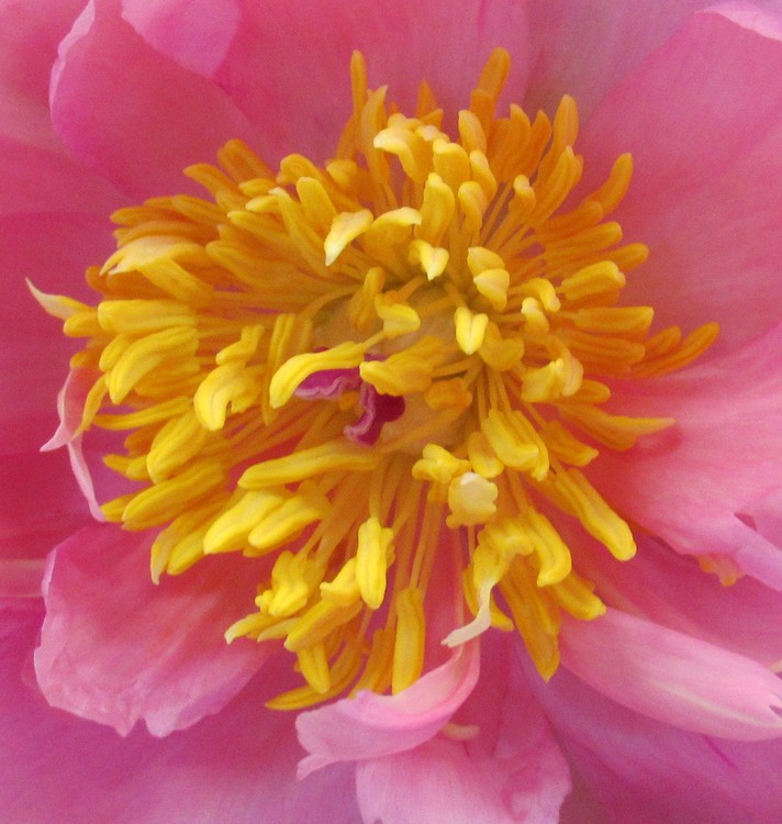 PEONY'S HEART