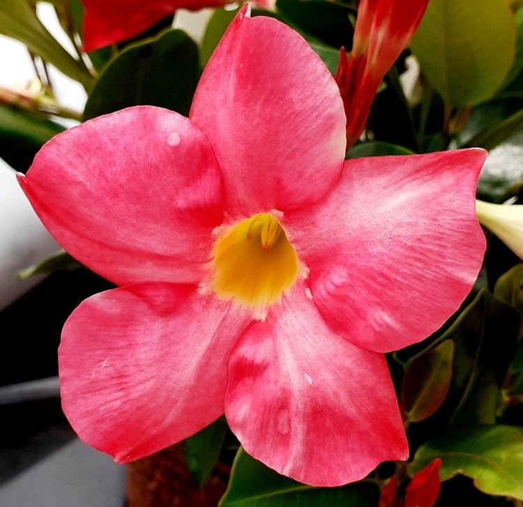 DIPLADENIA