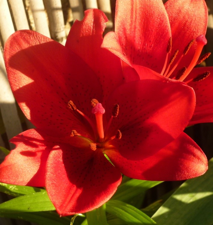 HAPPY MOTHER'S DAY!!!