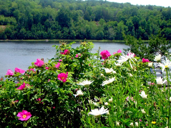 Wild Flowers by Penobscot Bay