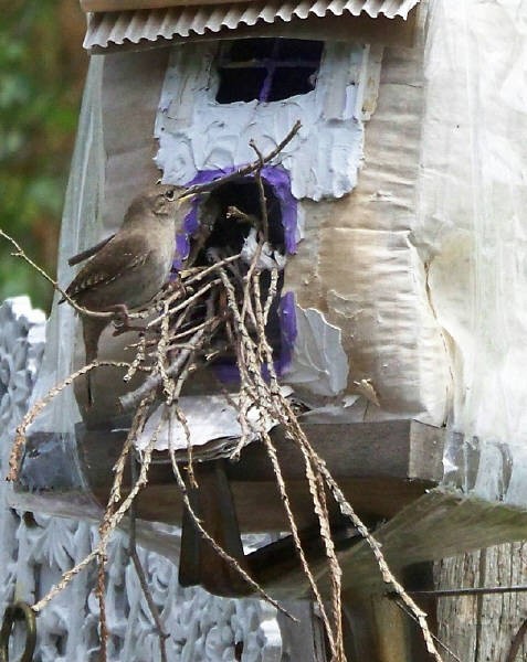 The Wren Building A Nest