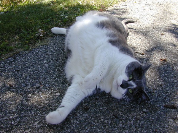 This Cat is Always Happy!