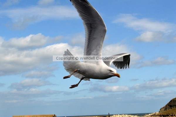 Seagull Flying Closeup