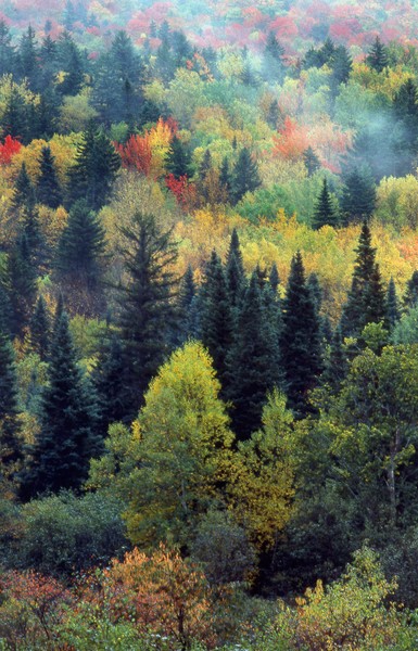 Roadside White Mountains of New Hampshire in Autum
