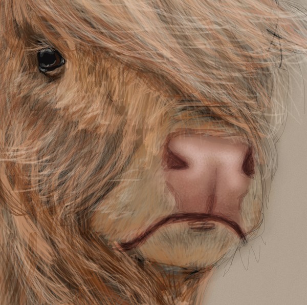 Charged with Youth (close up of highland cow)