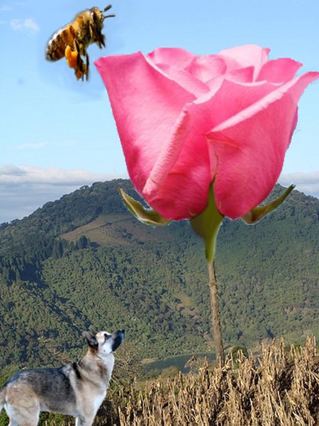 Rose tree