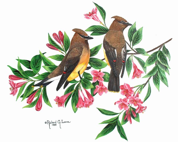 Cedar WAX Wings