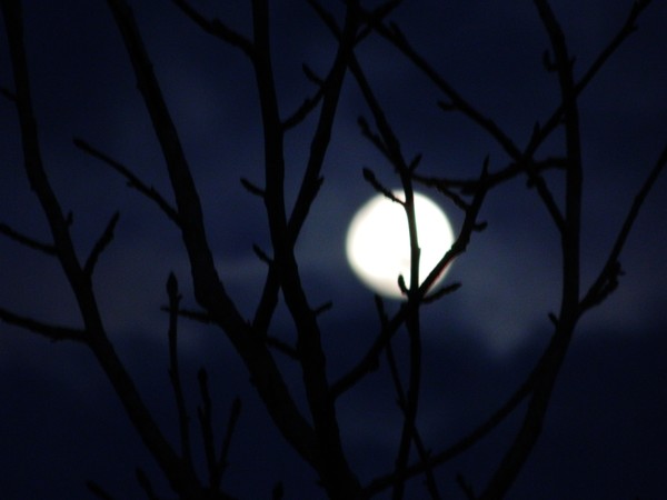 Moonlit Haunting