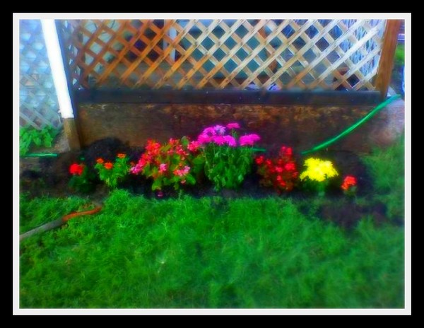 All the Pretty Flowers