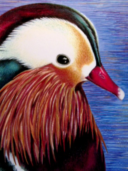 Mandarin duck