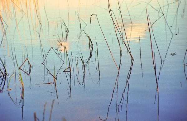 Reeds
