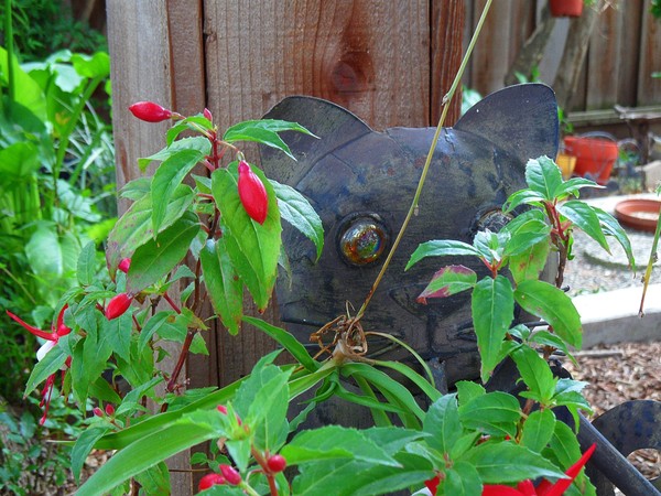 Garden Cat III