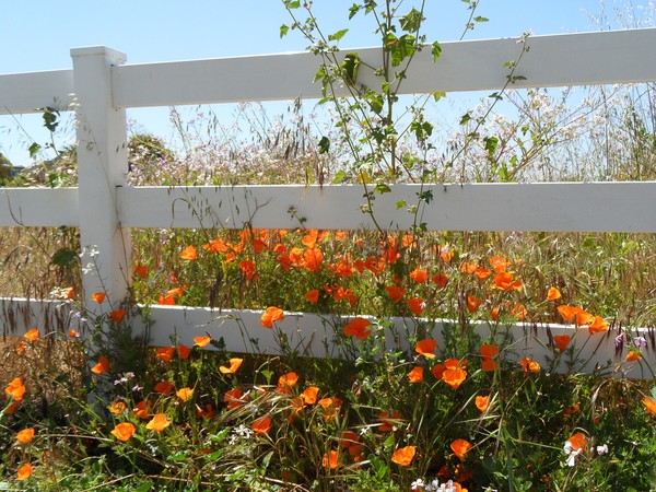 Flowers N' Weeds
