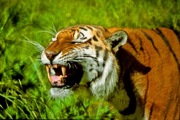 tiger teeth