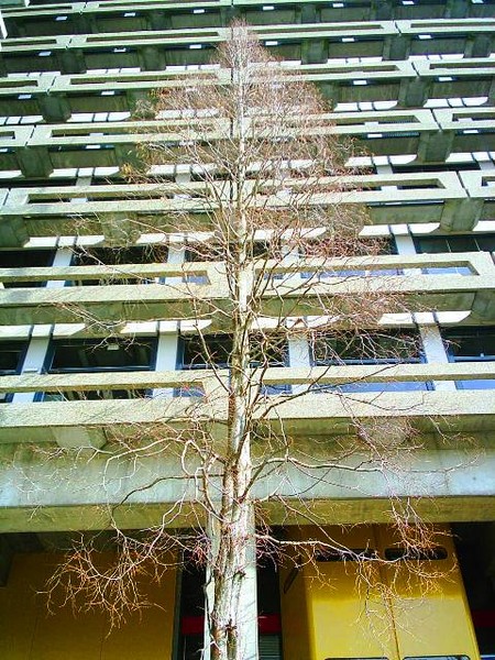 tree flat