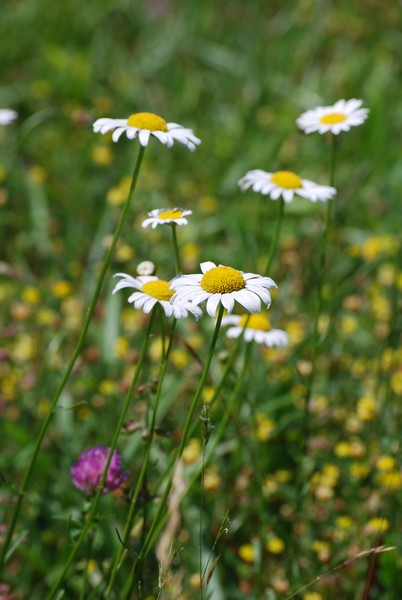 You're A Daisy If You Do