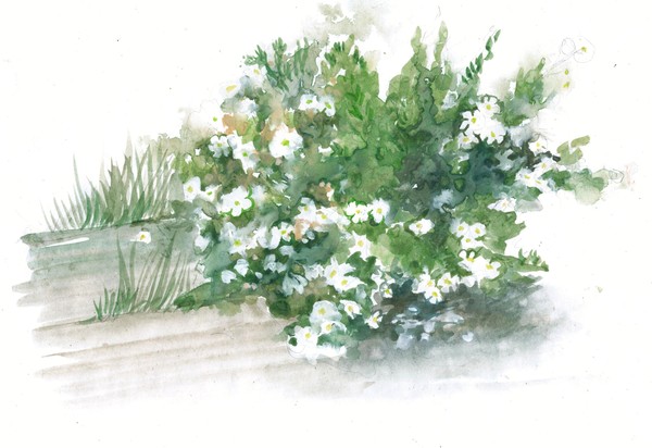 jasmine