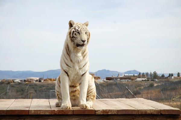 White tiger