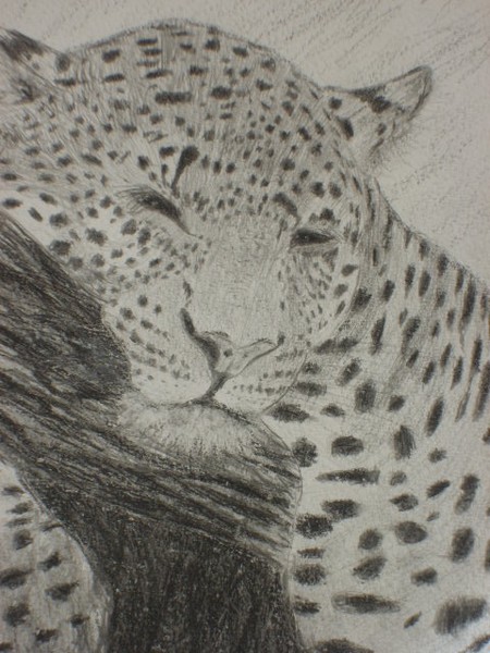 sleepy big cat