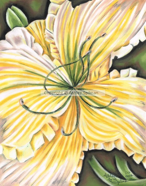 yellow daylily oct14