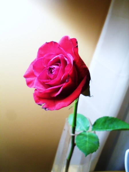 rose