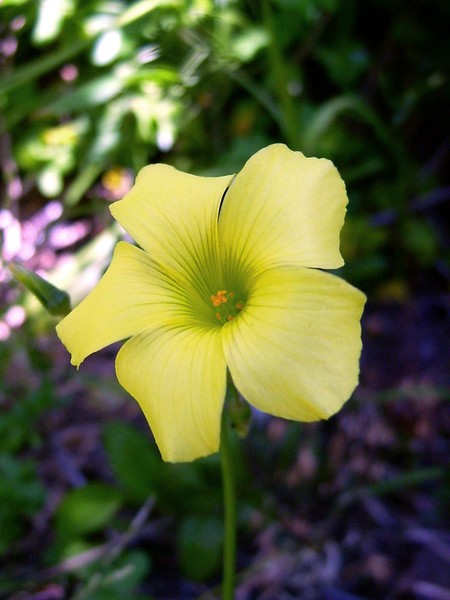single yellow