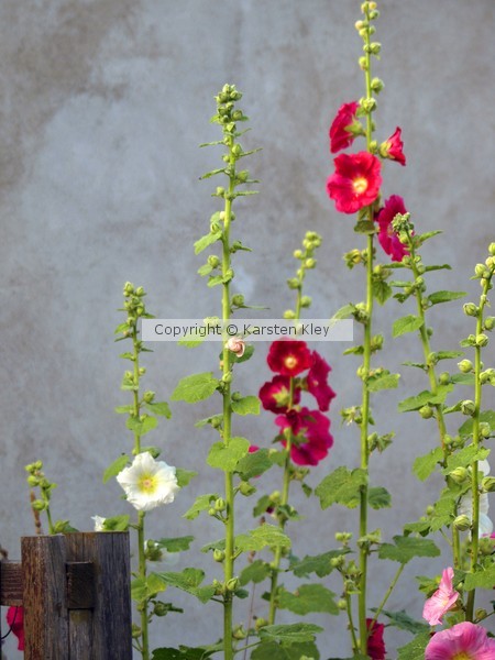 Flower 065