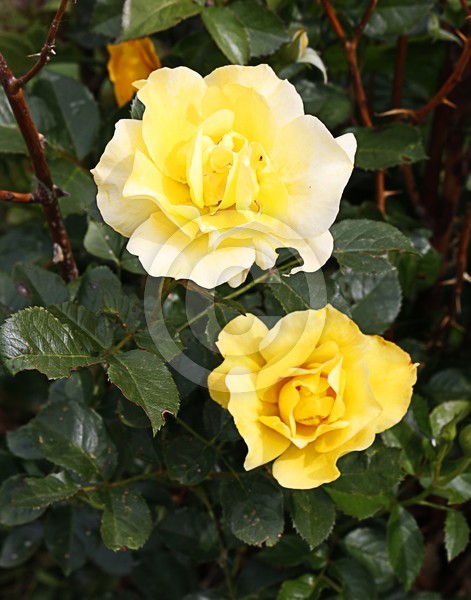 Two Yellow Roses, ne1136