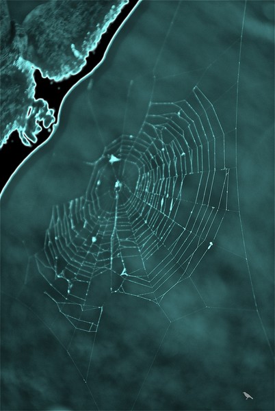 Cobweb
