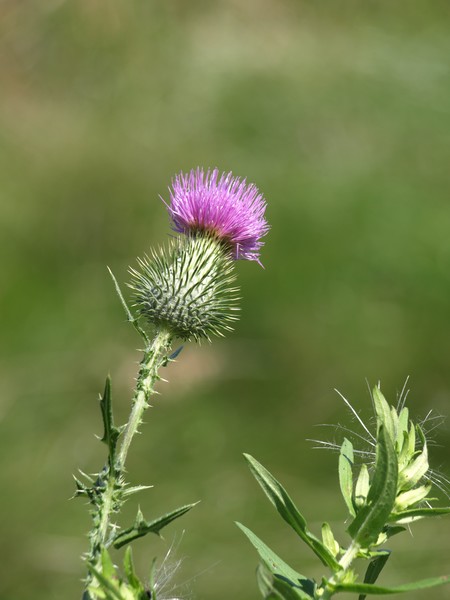Thistle