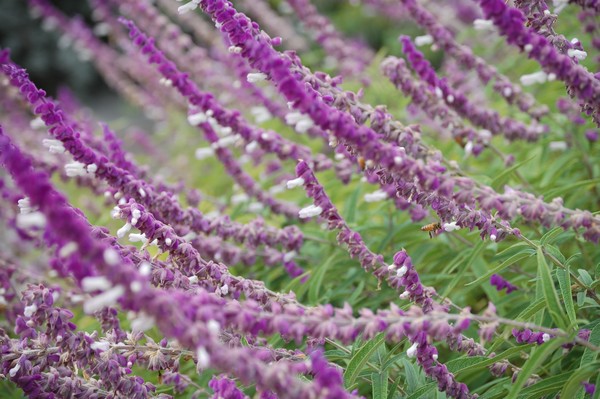Bee