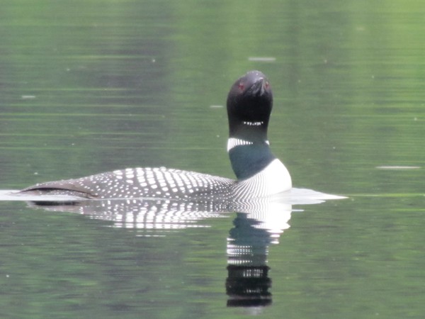 common loon