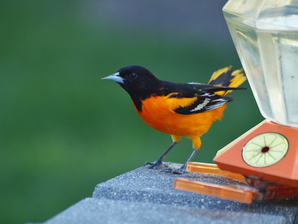 BALTIMORE ORIOLE 2