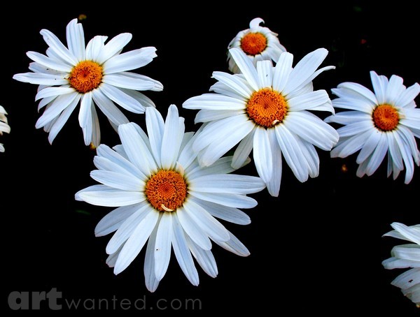 DAISIES 1