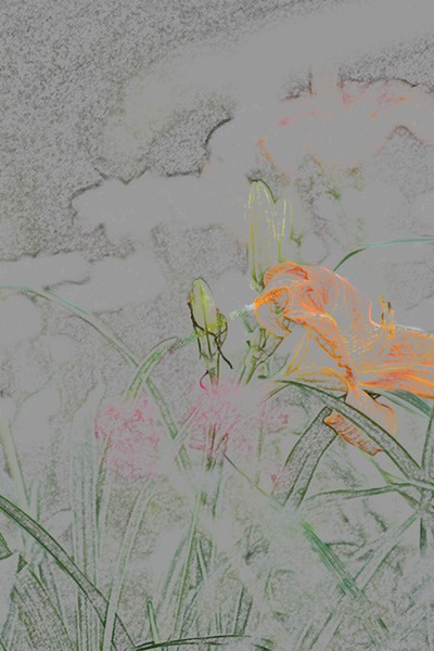 Day Lily
