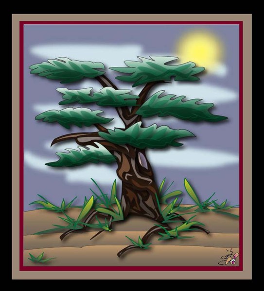 Lonely Juniper Tree