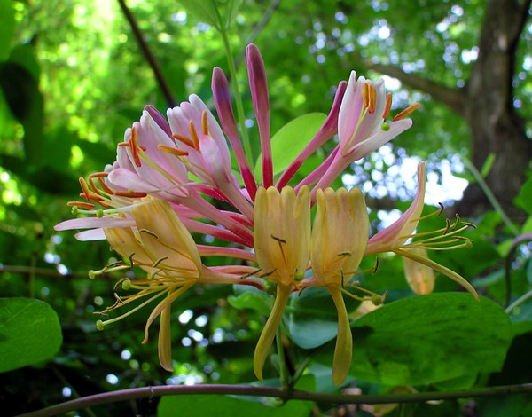 natures fireworks