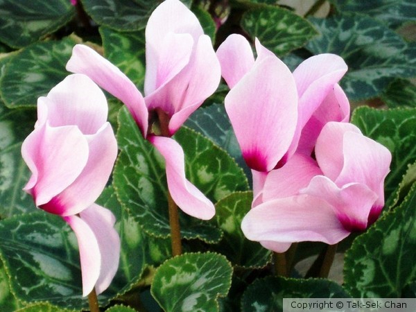 Cyclamen persicum