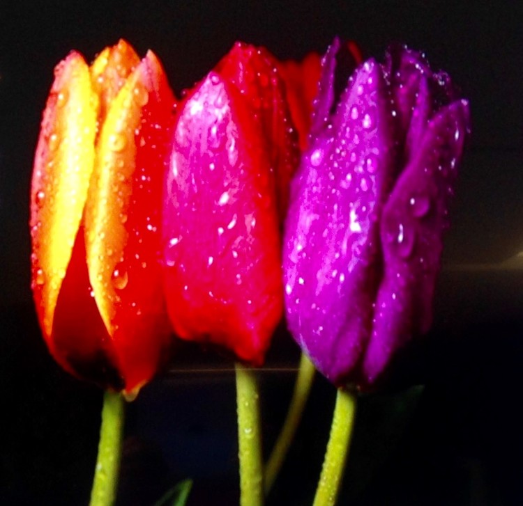 Three Tulip Blossoms, BHC 12-19-2017