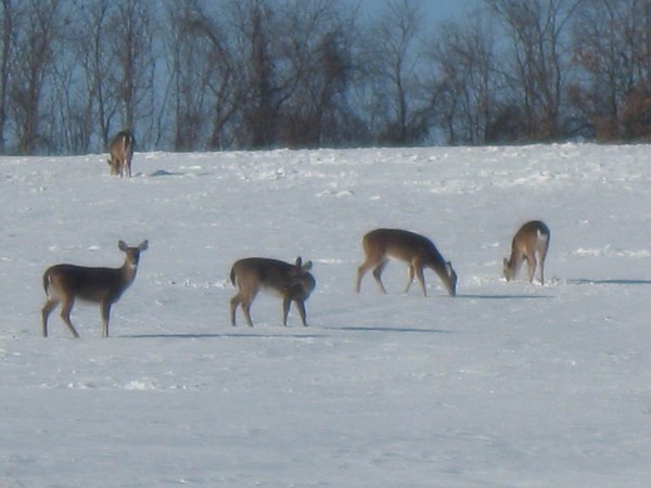 Winter Greetings
