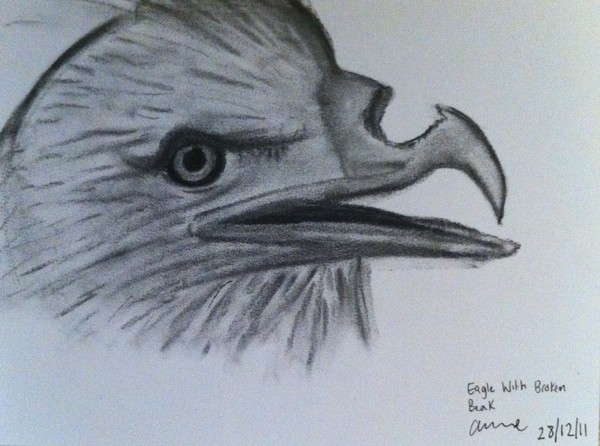 broken beak