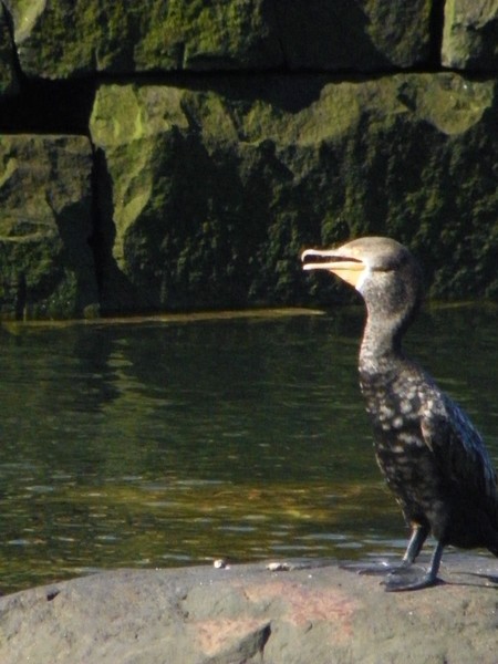 sea bird