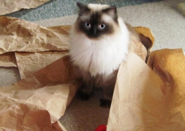 Dont hate me because Im beautiful and shred paper and drag it all over your clean house